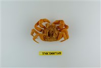 藏品(拉氏清溪蟹)的圖片